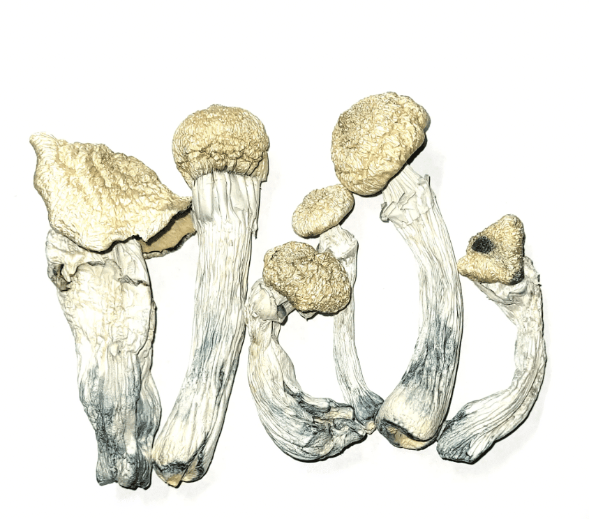 Trinity Magic Mushroom