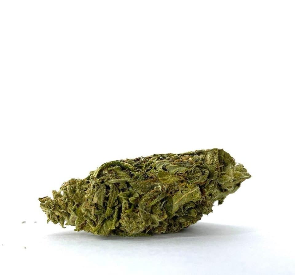 Critical Burmese (AA-)