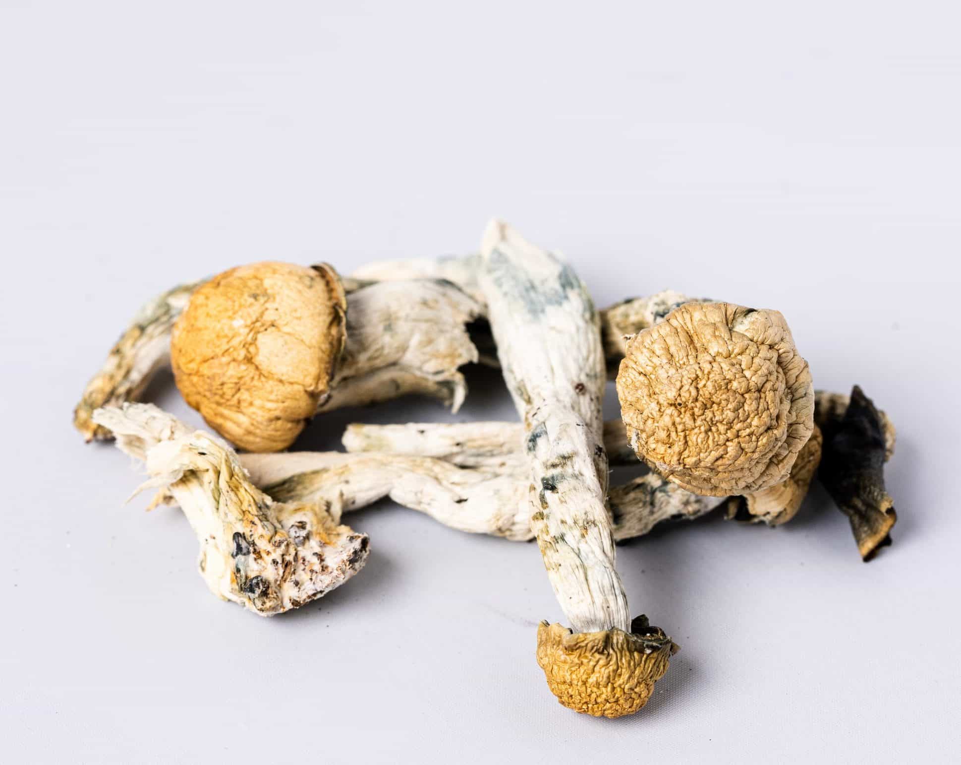 Penis Envy Magic Mushrooms