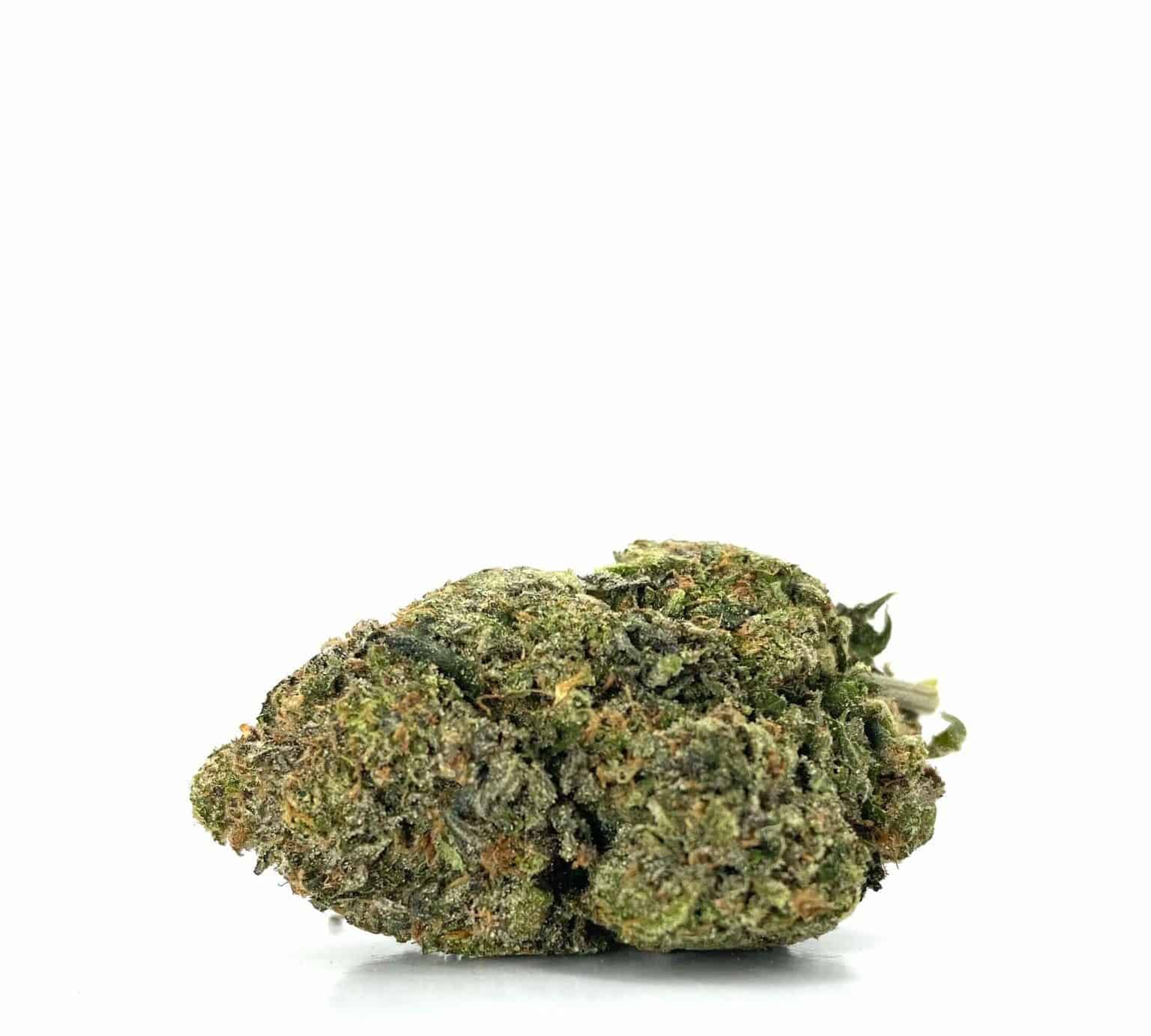 Great White Shark (AAAAA)