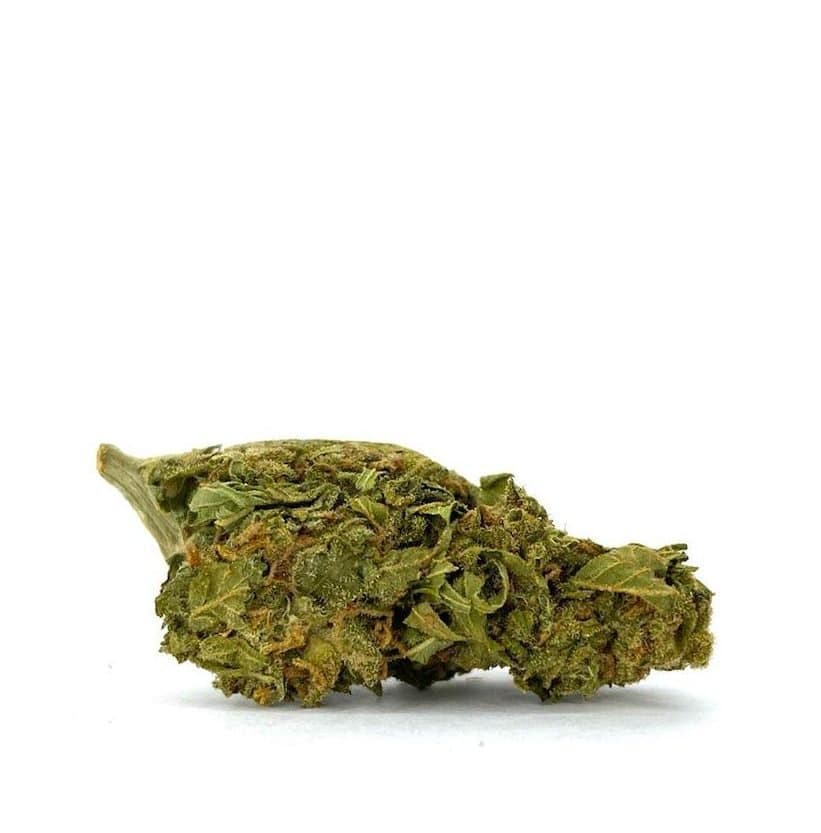 Critical Sensi Star (AA)